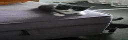 Mixed Breed cats for sale: four little kittens in Edinburgh - Advert 5