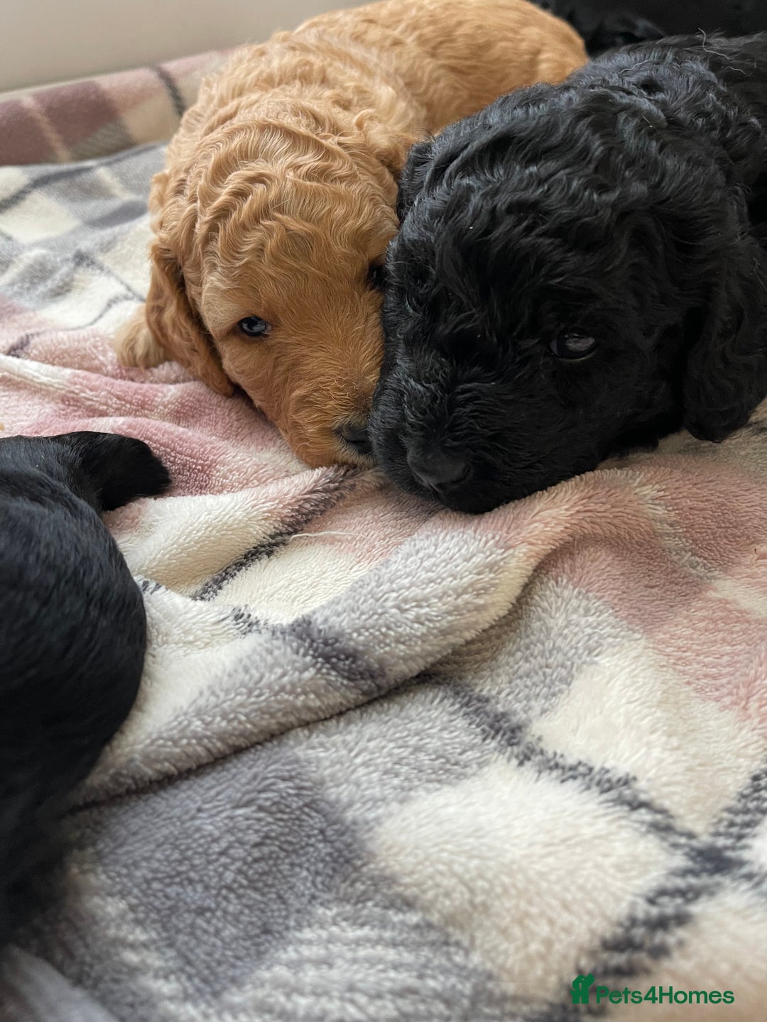 Labradoodle dogs for sale: ⭐️Miniature Multigen Labradoodle Puppies⭐️ - Advert 3