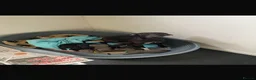 Italian Greyhound dogs for sale: 7/8 Italian greyhound puppies in Sutton Coldfield - Advert 2