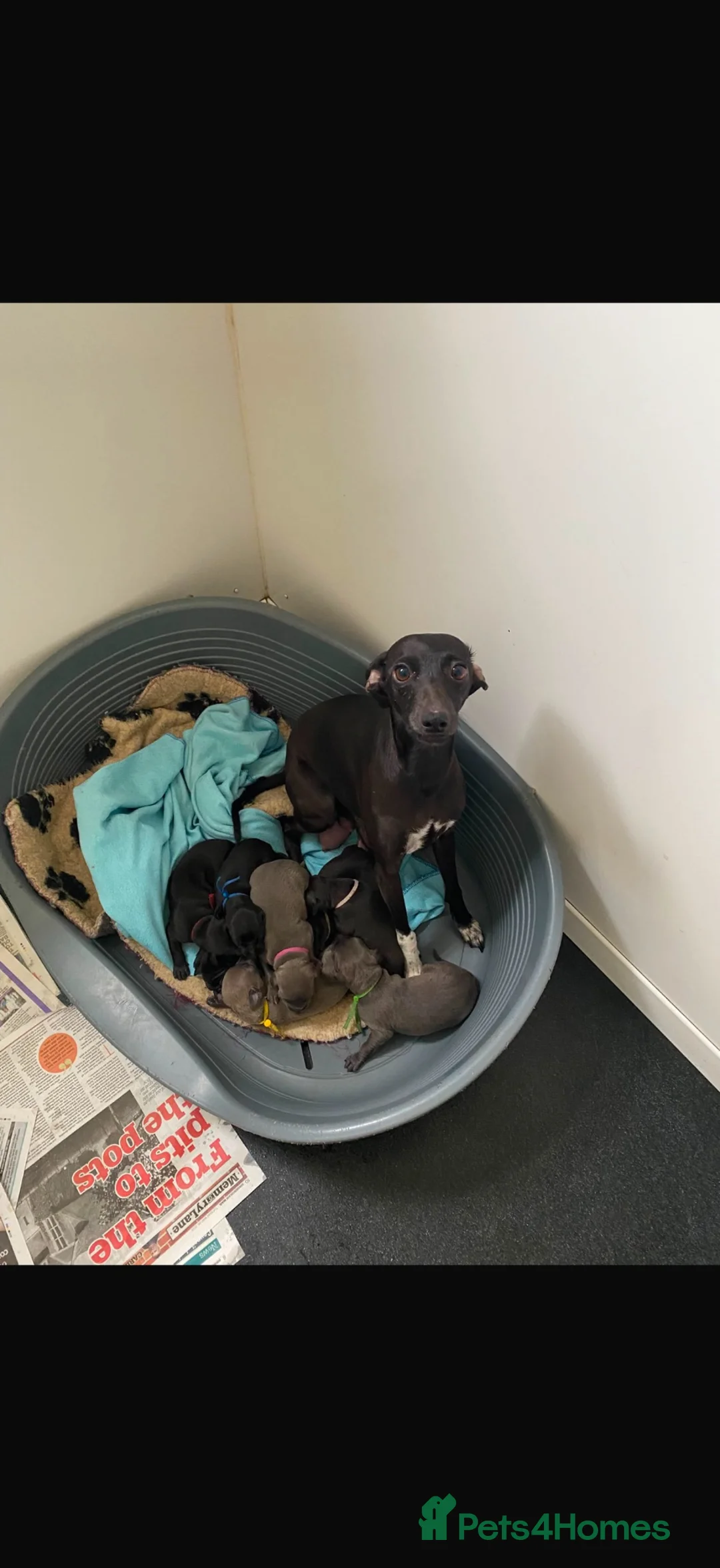 Italian Greyhound dogs for sale: 7/8 Italian greyhound puppies in Sutton Coldfield - Advert 2