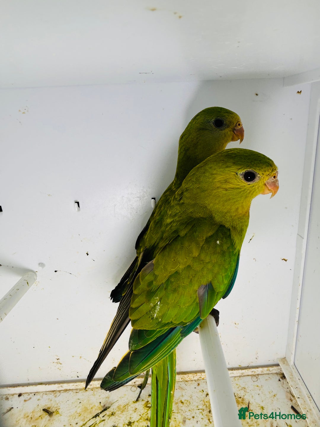 Parakeets birds for sale: Young pair of Barraband parakeet  - Image 9