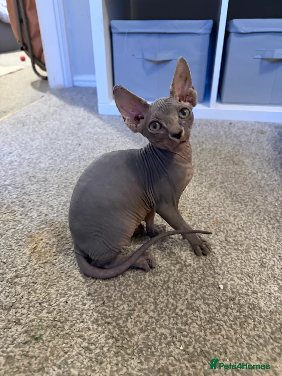 Sphynx cats for sale: Adorable Blue Sphynx - Boy Available NOW *TICA REG - Advert 5