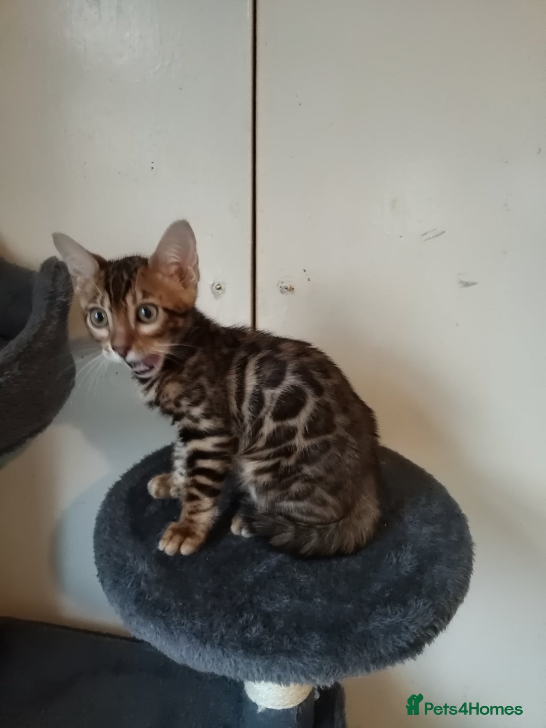 Bengal cats for sale: Pedigree Bengal Kittens  - Image 2