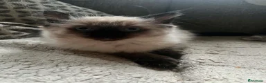 Ragdoll 1