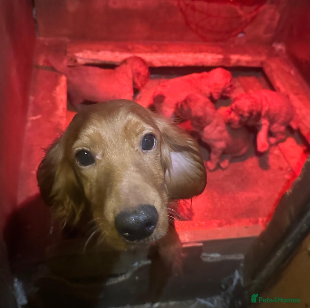 Cocker Spaniel dogs for sale: Stunning cocker spaniel puppies  - Advert 2