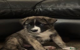 Akita dogs for sale: Gorgeous Akita puppy  - Image 1