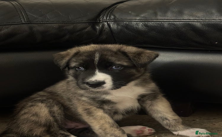 Akita dogs - Advert 12