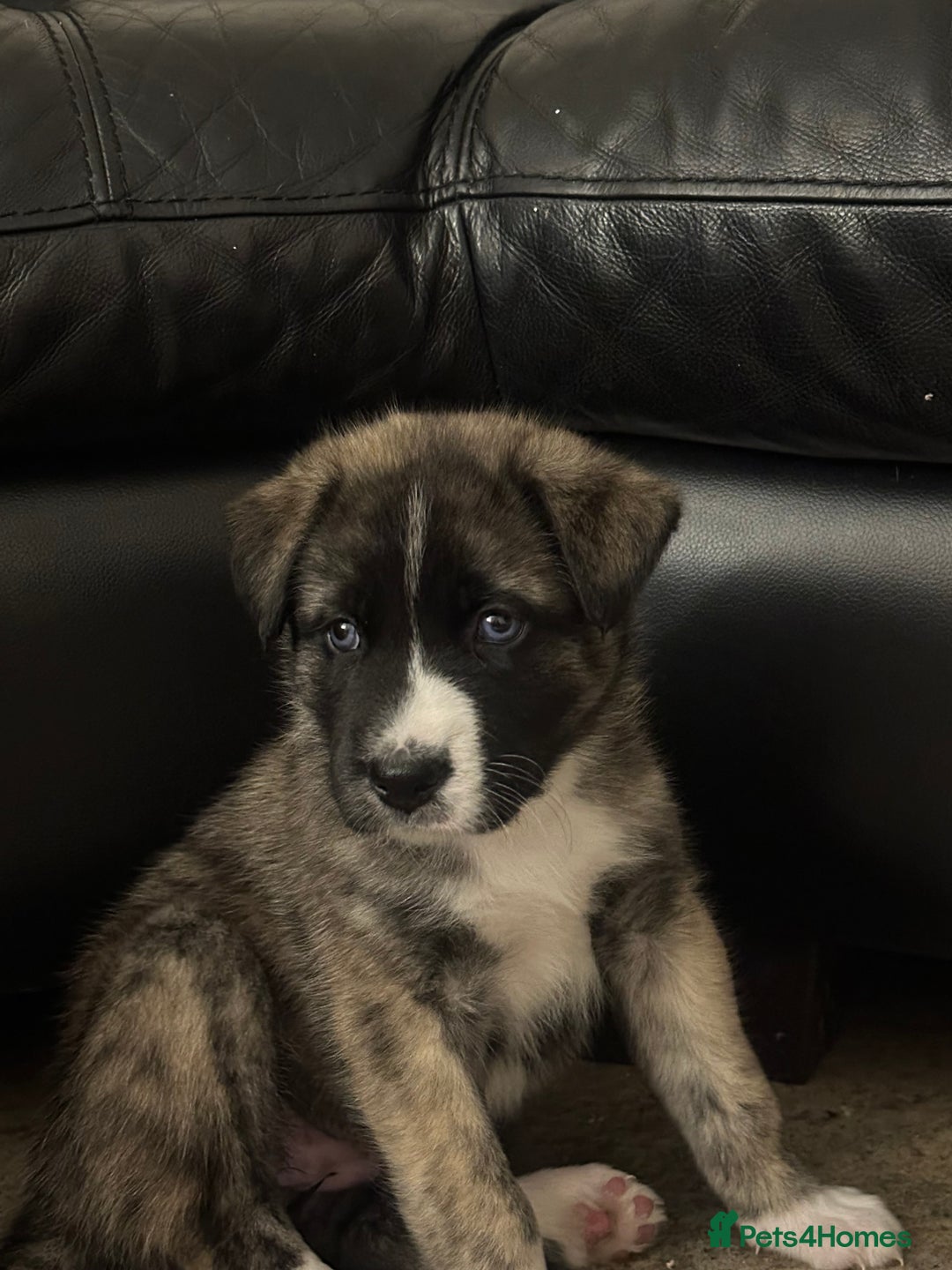 Akita dogs for sale: Gorgeous Akita puppy  - Image 1