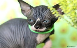 Sphynx cats for sale: Bloodline Sphynx Kittens  - Image 26