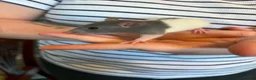 Rat rodents for sale: Rat babies in Bracknell - Advert 7