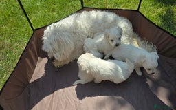 Maltese dogs for sale: 💙 Adorable Maltese Puppies for Sale - Image 15