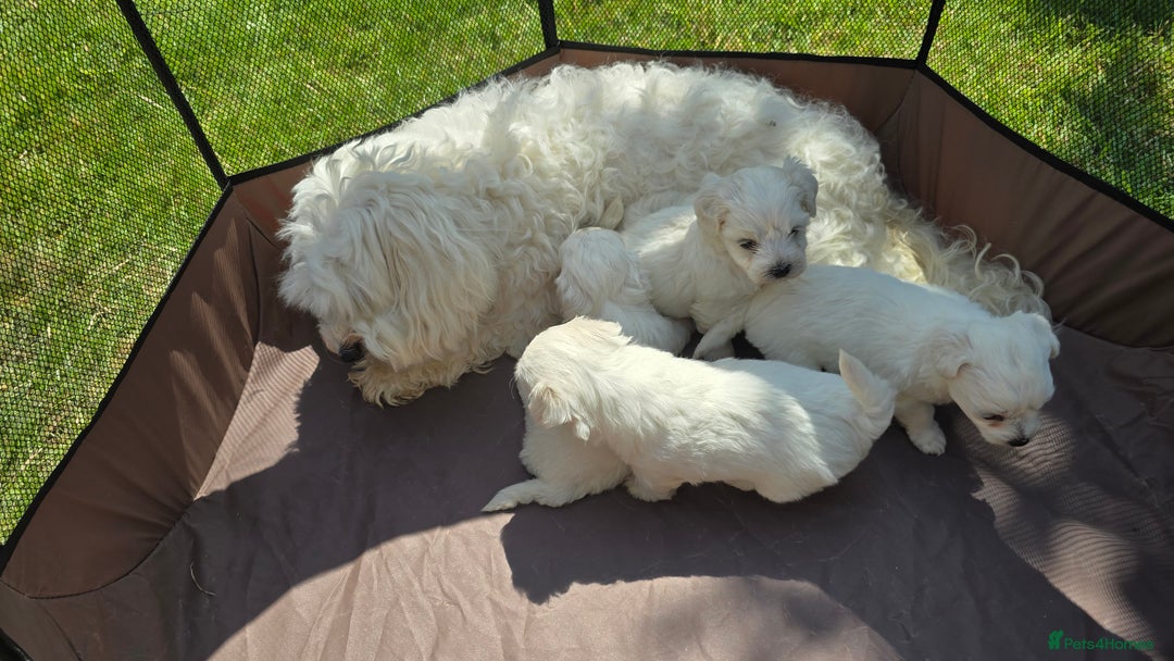 Maltese dogs for sale: 💙 Adorable Maltese Puppies for Sale - Image 15