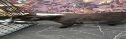 Mixed Breed cats for sale: 4 kittens - Advert 9