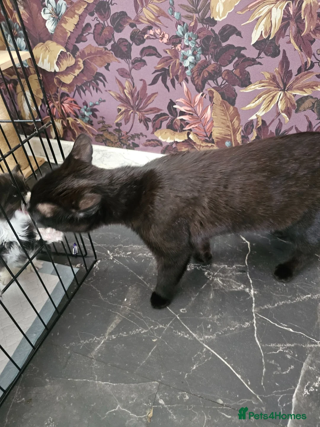 Mixed Breed cats for sale: 4 kittens - Advert 9