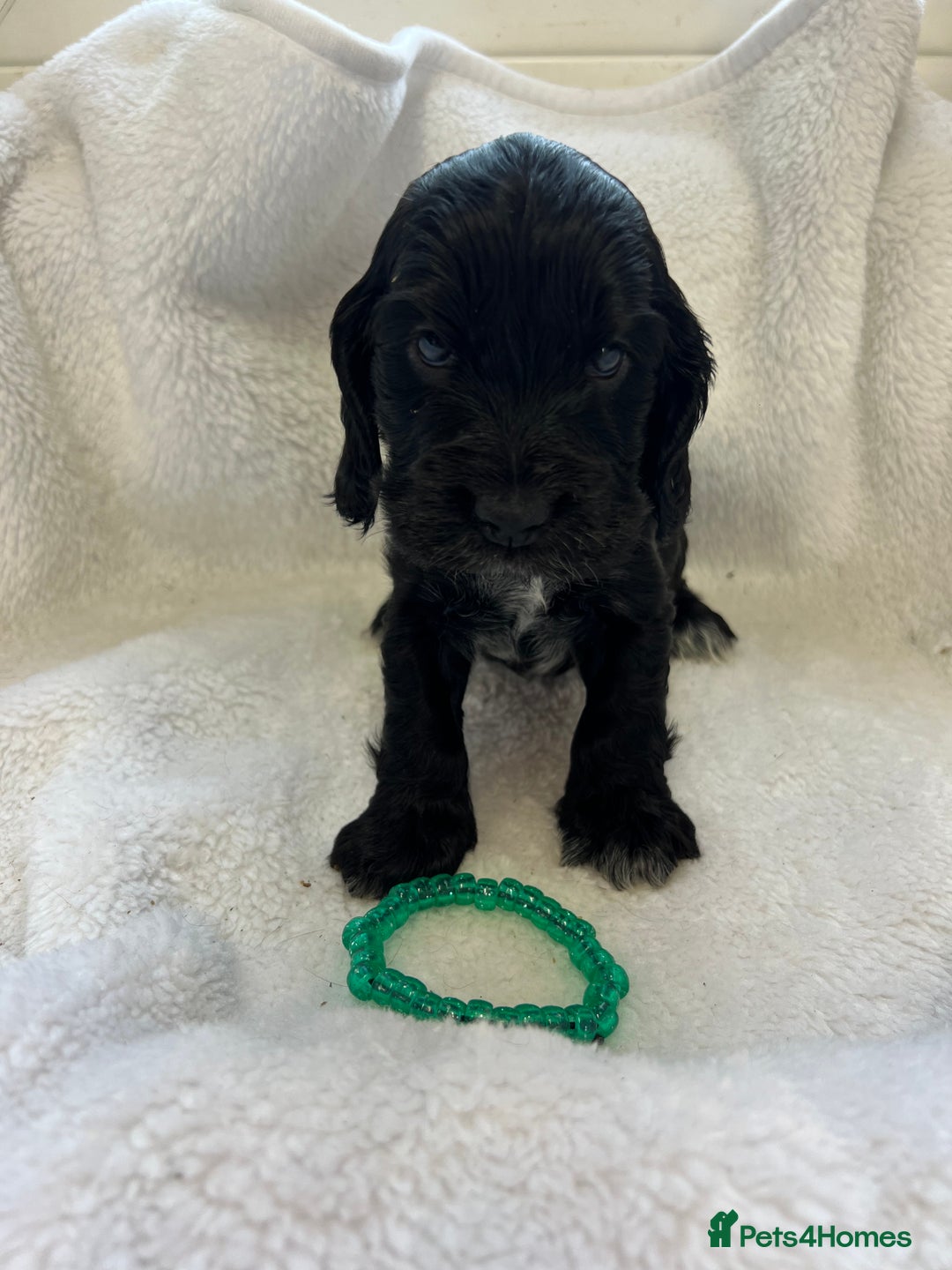Cocker Spaniel dogs for sale: Kc registered Show cocker spaniel  - Image 8