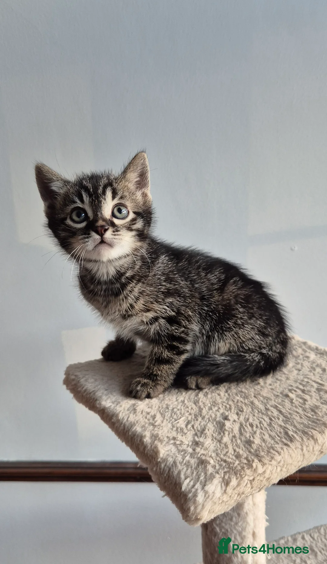 Bengal cats for sale: Bengal kittens in Manchester - Advert 2