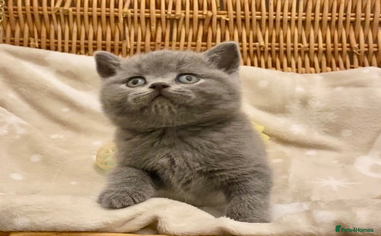 British Shorthair cats - Advert 10