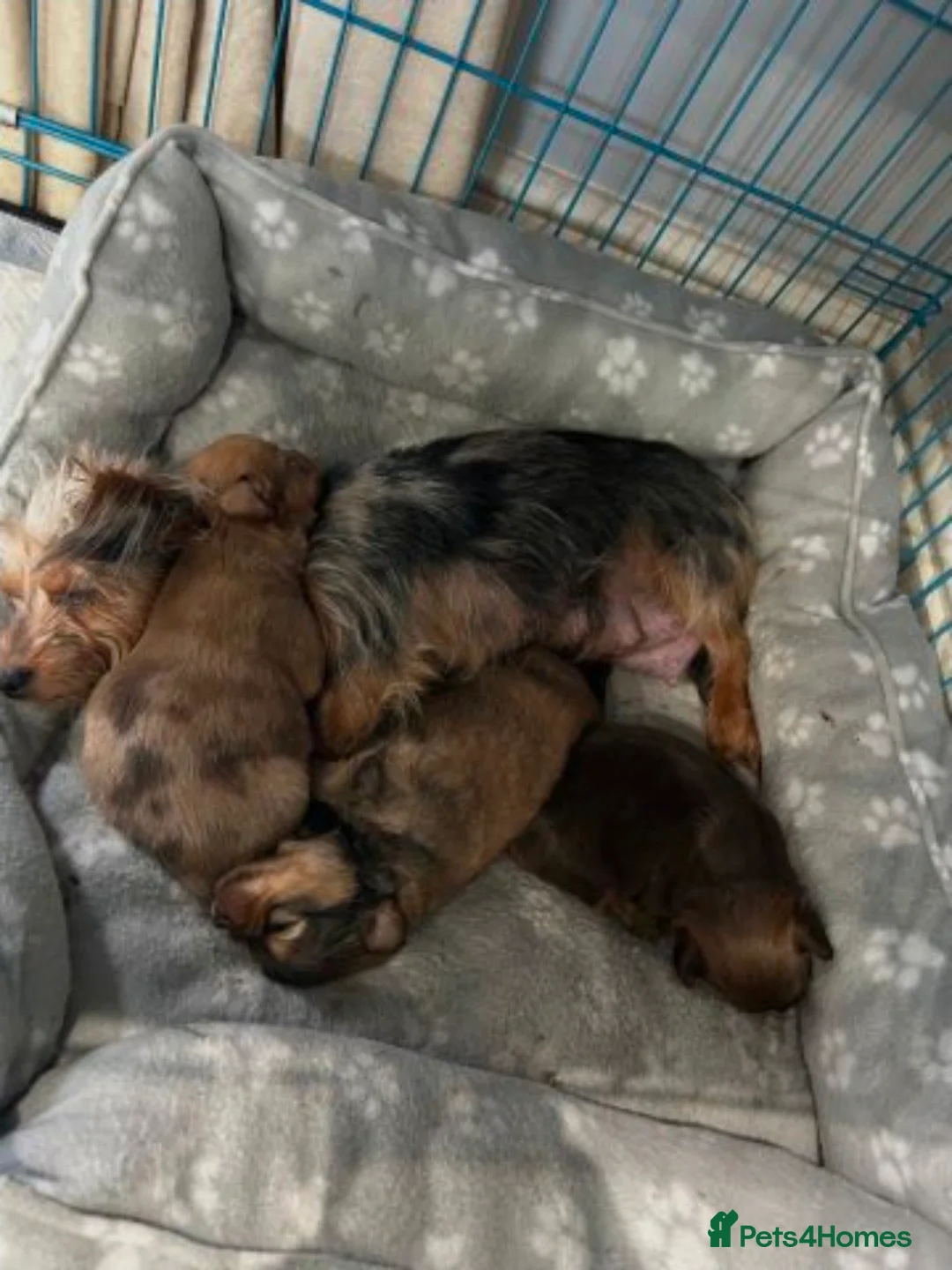 Mixed Breed dogs for sale: Adorable Miniature Dachshund Puppies - Advert 5