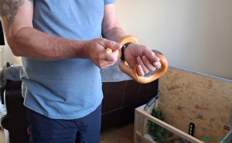 Corn Snake reptiles - Advert 3
