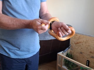 Corn Snake reptiles - Advert 4