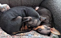 Miniature Pinscher dogs for sale: Prazsky krysarik (miniature pinscher) - Advert 4