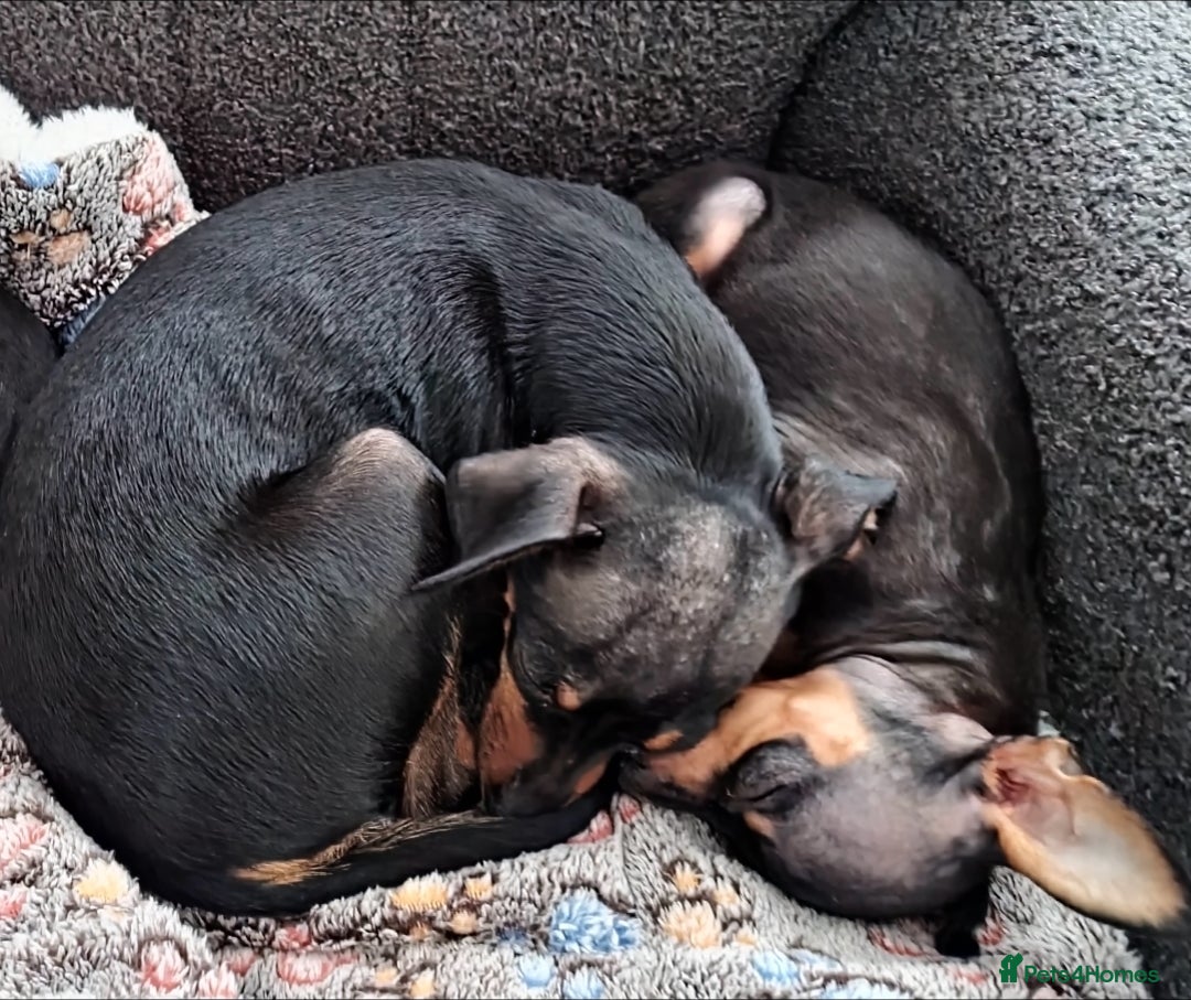 Miniature Pinscher dogs for sale: Prazsky krysarik (miniature pinscher) - Advert 4