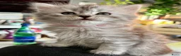 Mixed Breed cats for sale: Rare Silver Smoke Longhair  **  Breed Cross - Advert 3