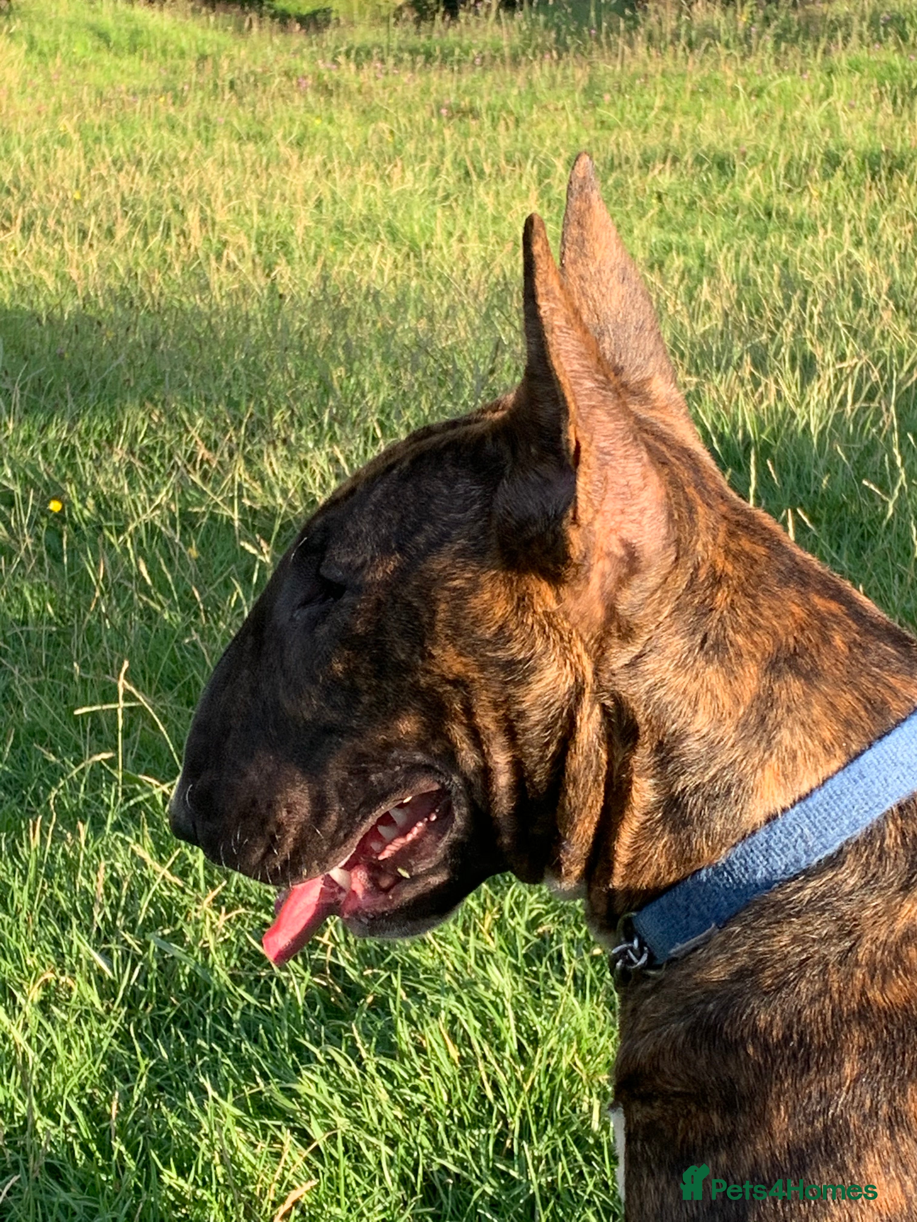 English Bull Terrier dogs Chunky english bull terriers for sale - Advert 11