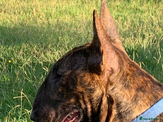 English Bull Terrier dogs Chunky english bull terriers for sale - Advert 3