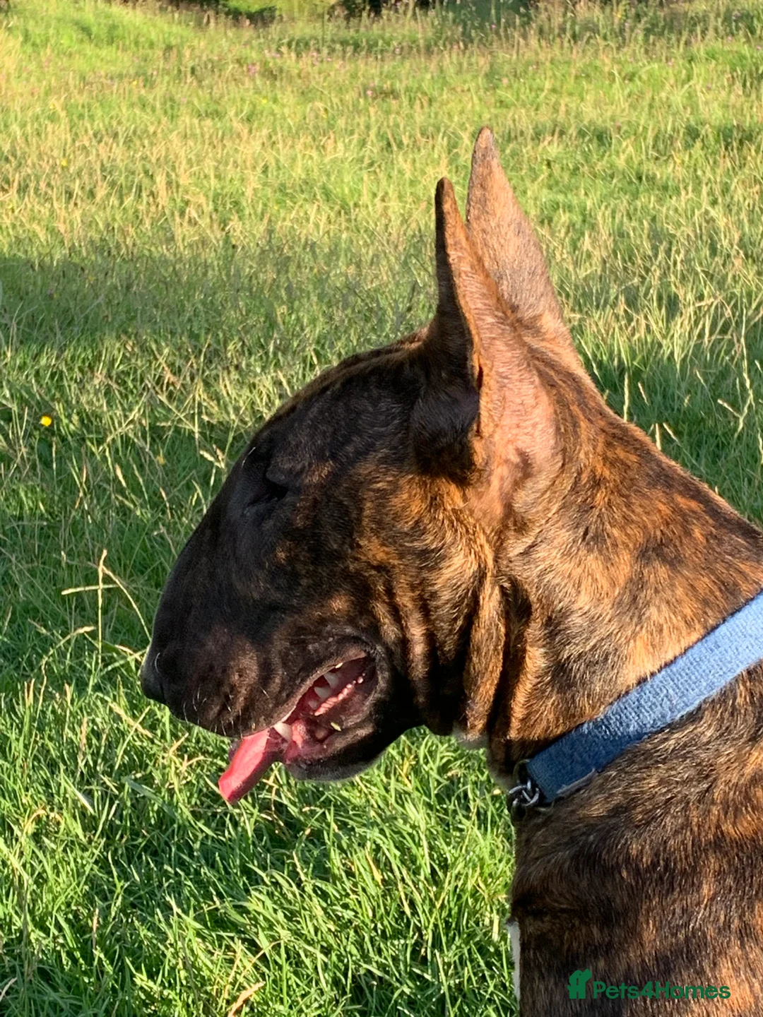 English Bull Terrier dogs for sale: Chunky english bull terrier bitch for sale - Advert 1