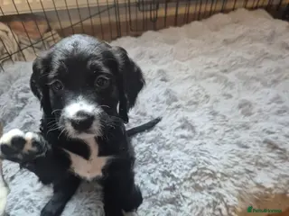 Cocker Spaniel dogs Almost ready. Adorable Cocker spaniel puppies - Advert 3