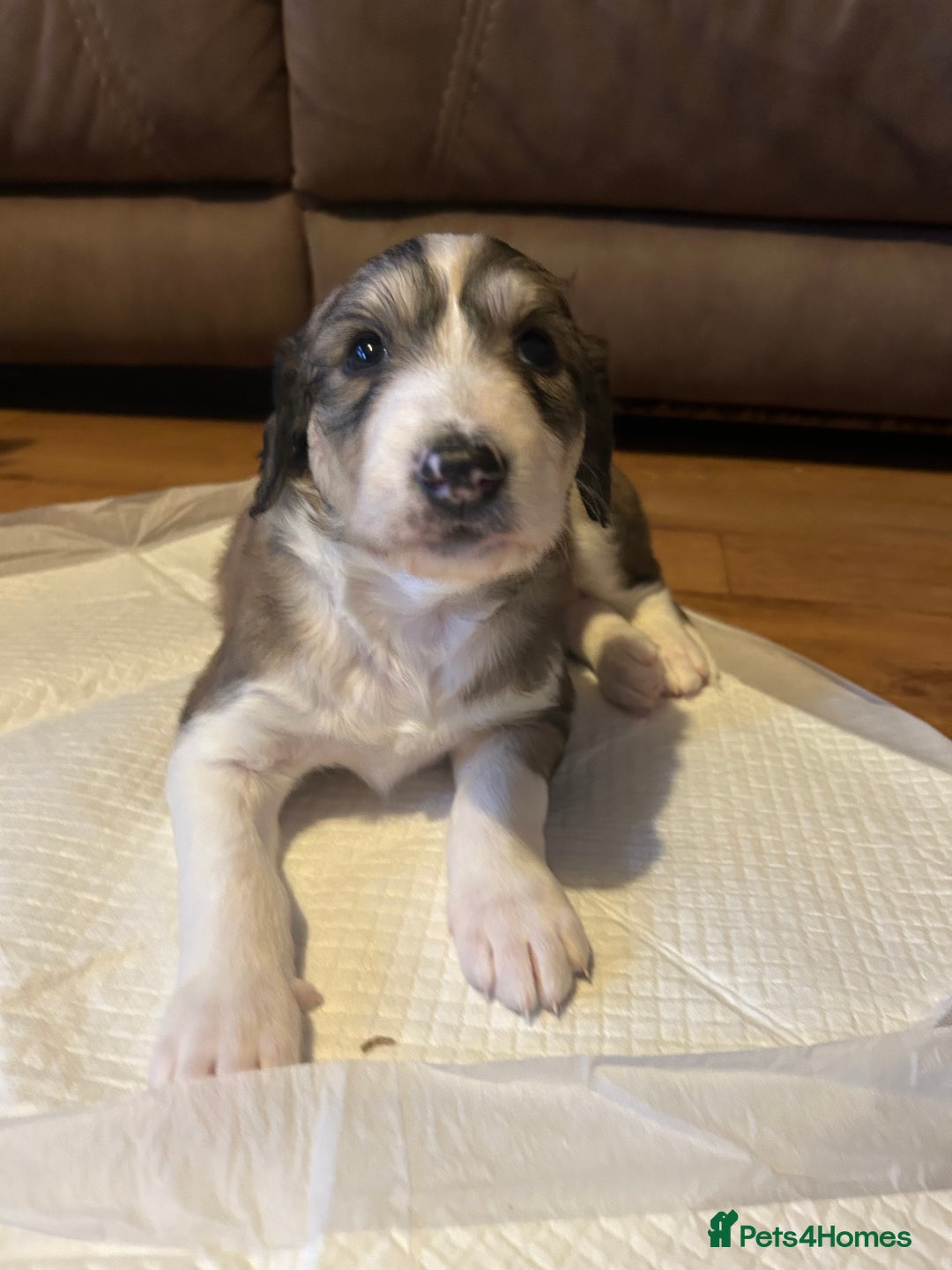 Mixed Breed dogs for sale: Stunning saluki cross Norfolk Wolly  lurcher  - Advert 3