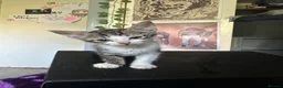 Mixed Breed cats for sale: Two Beautiful kittens ! in London - Advert 8