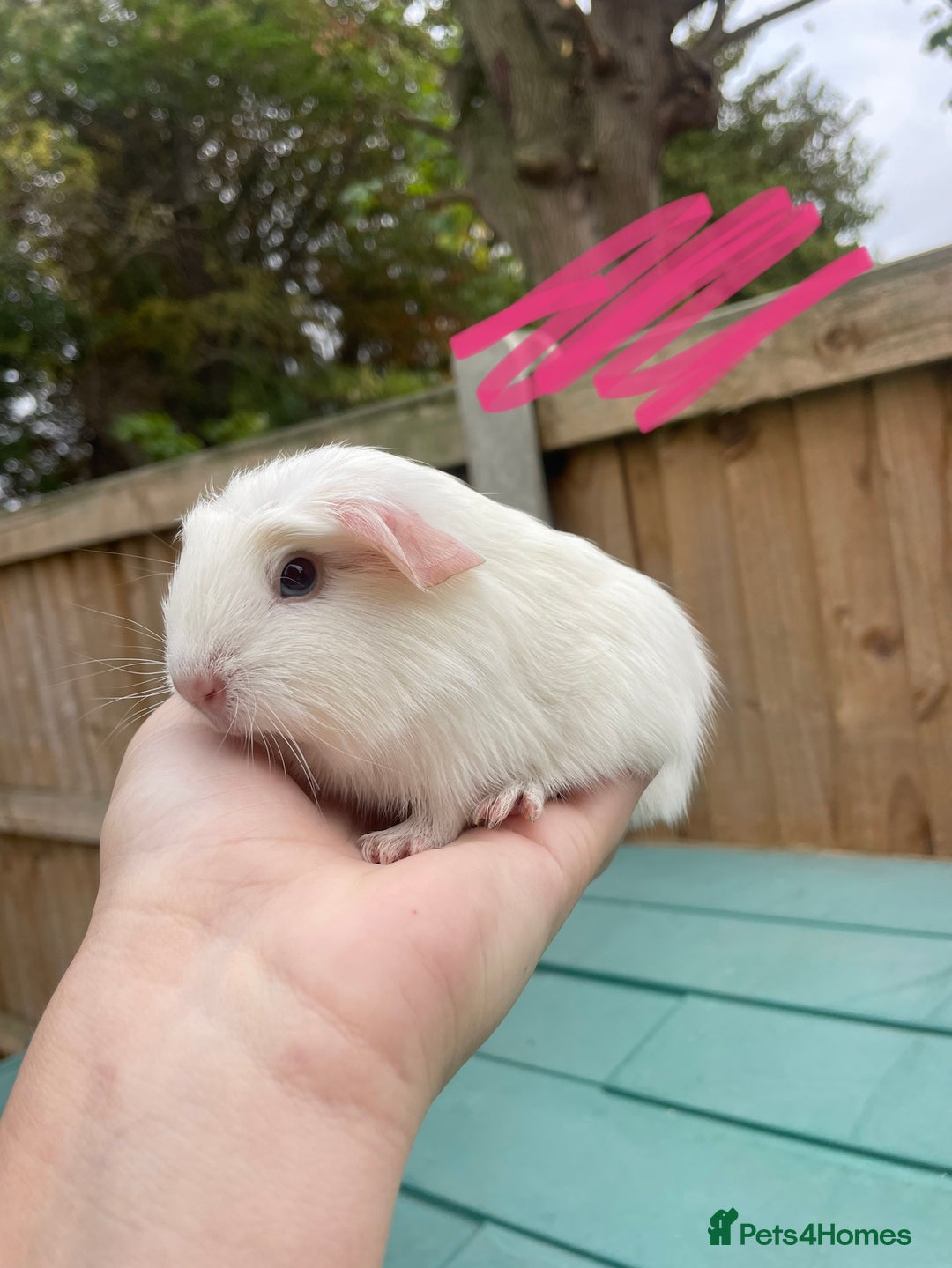 Guinea Pig rodents for sale: Litter of baby guinea pigs for sale  - Image 2