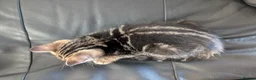 Mixed Breed cats for sale: Adorable Kittens Ready for Their Forever Homes in Purfleet - Advert 3