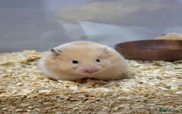 Hamster rodents for sale: Longhaired Rex/Straight Syrian Hamster Babies - Image 10