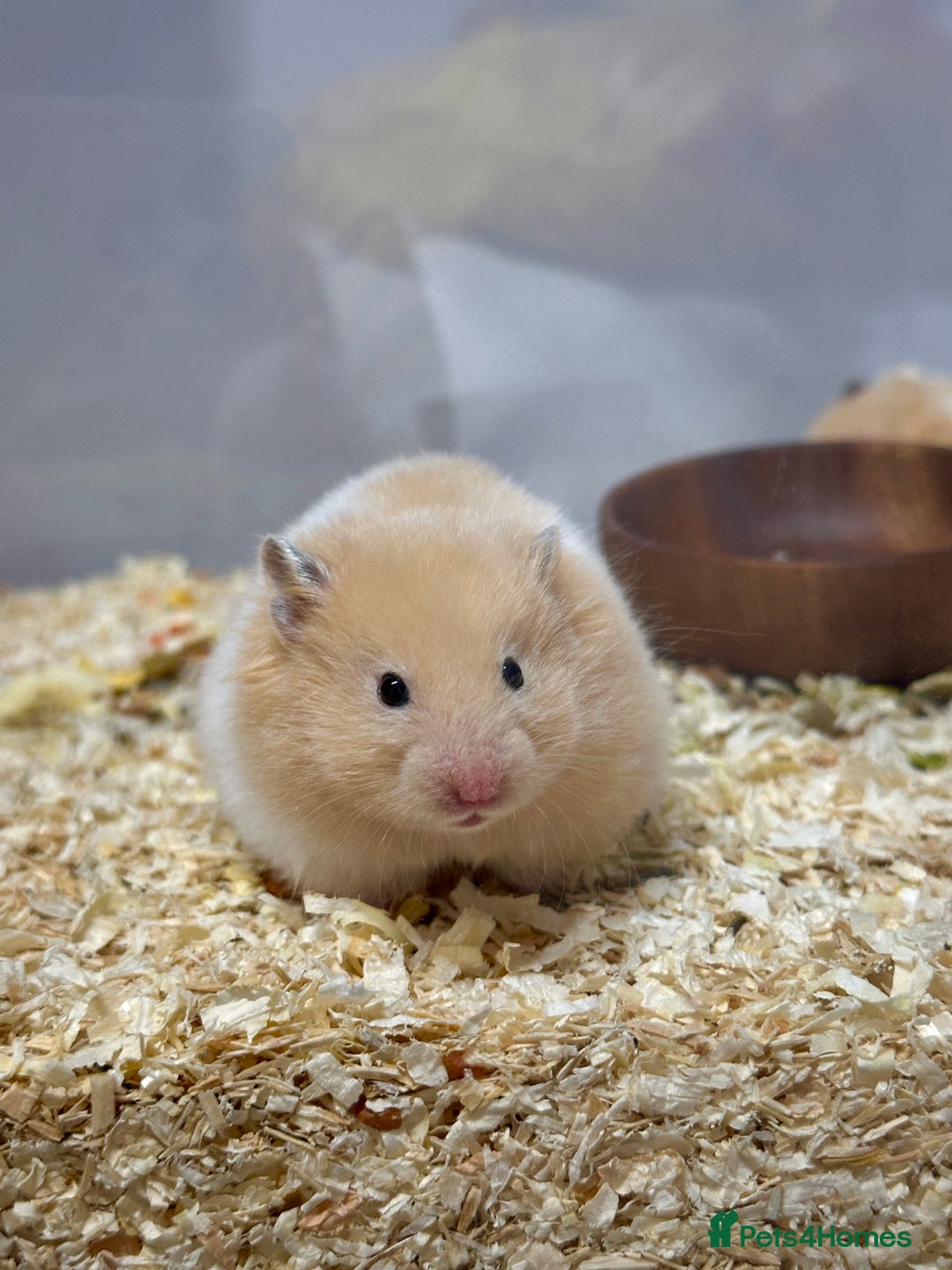 Hamster rodents for sale: Longhaired Rex/Straight Syrian Hamster Babies - Image 10