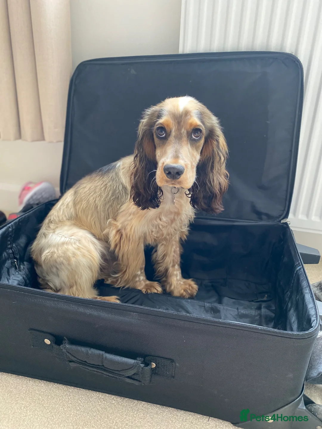 Cocker Spaniel dogs for stud: Stud: stunning sable roan cocker spaniel, 11kg. - Advert 13