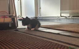 Scottish Fold cats for sale: Scottish fold straight (mix) - Image 5