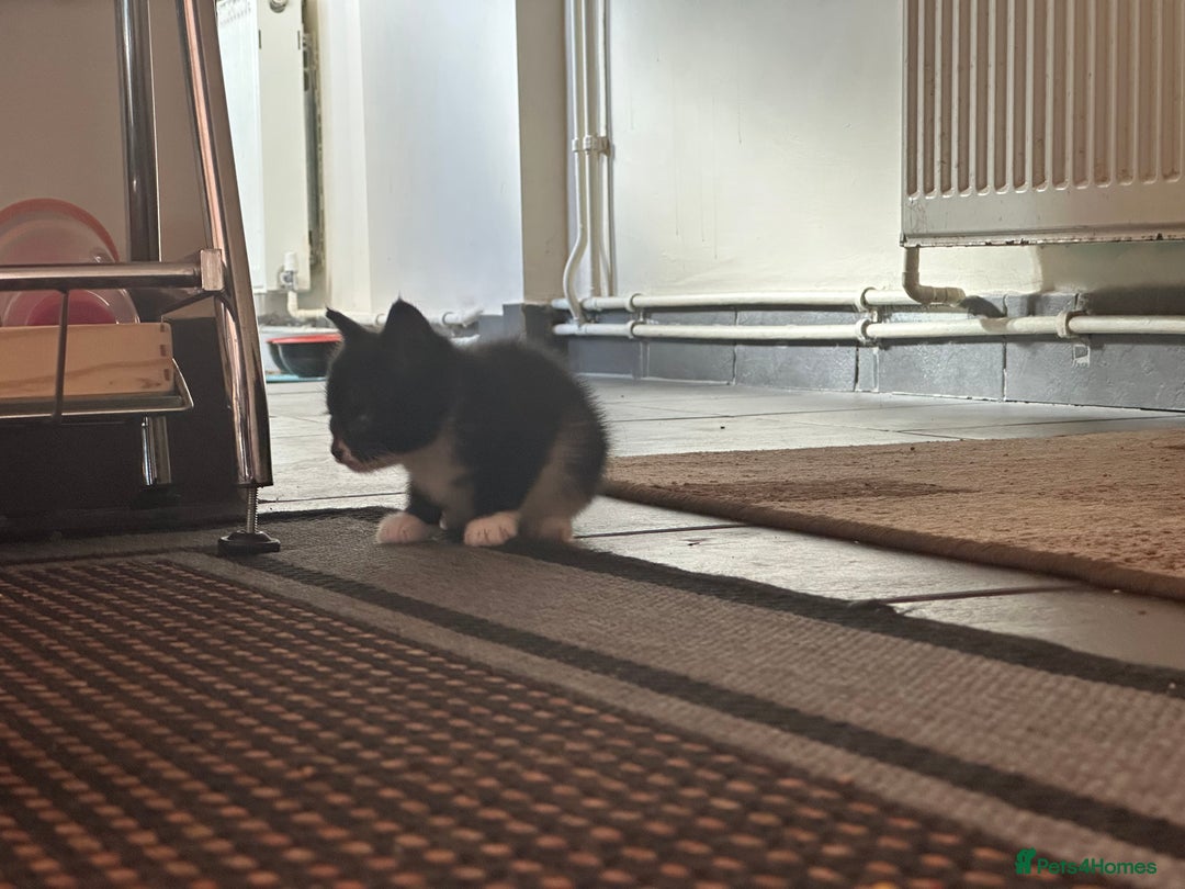 Scottish Fold cats for sale: Scottish fold straight (mix) - Image 5
