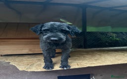 Mixed Breed dogs for adoption: Buzz needs a home - Image 10