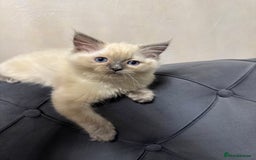 Ragdoll cats for sale: Beautiful bluepoint ragdoll  - Image 5