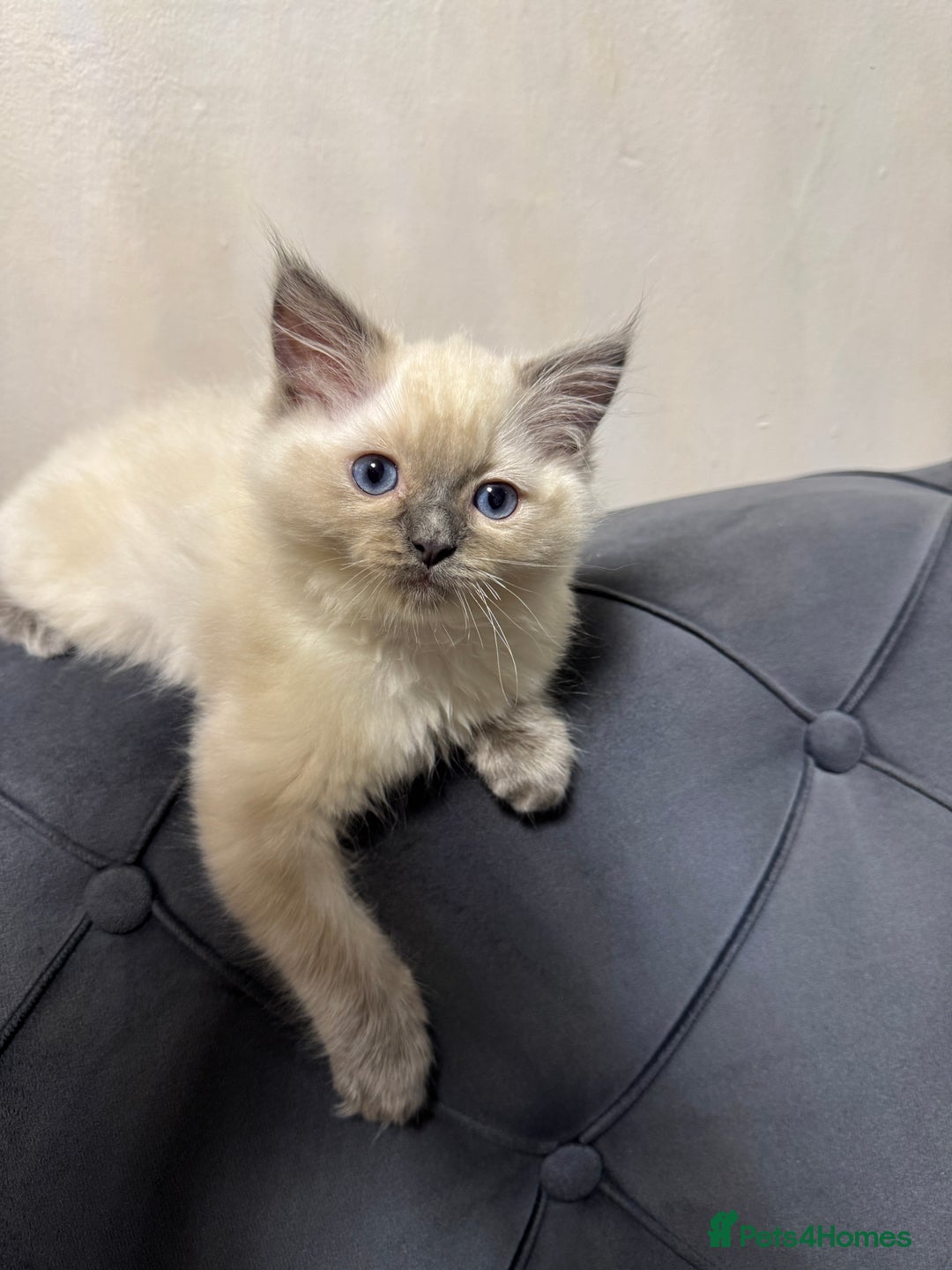 Ragdoll cats for sale: Beautiful bluepoint ragdoll  - Image 5