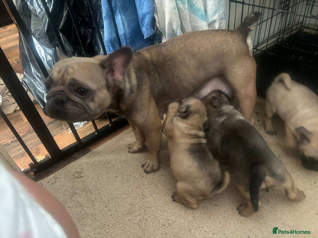 Frug dogs for sale: Frug Puppies - Image 3