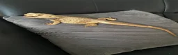 Bearded Dragon reptiles for sale: Bearded Dragon in Corby - Advert 9