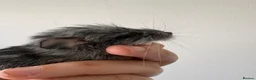 Chinchilla rodents for sale: Chinchilla kits just born  - Advert 1