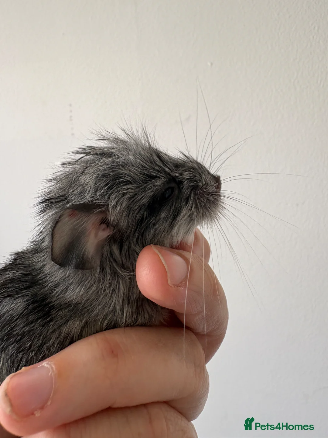 Chinchilla rodents for sale: Chinchilla kits just born  - Advert 1