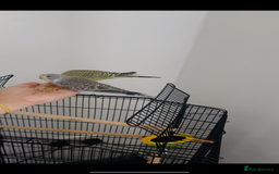 Budgerigars birds for sale: 2 Budgies for sale  - Image 5