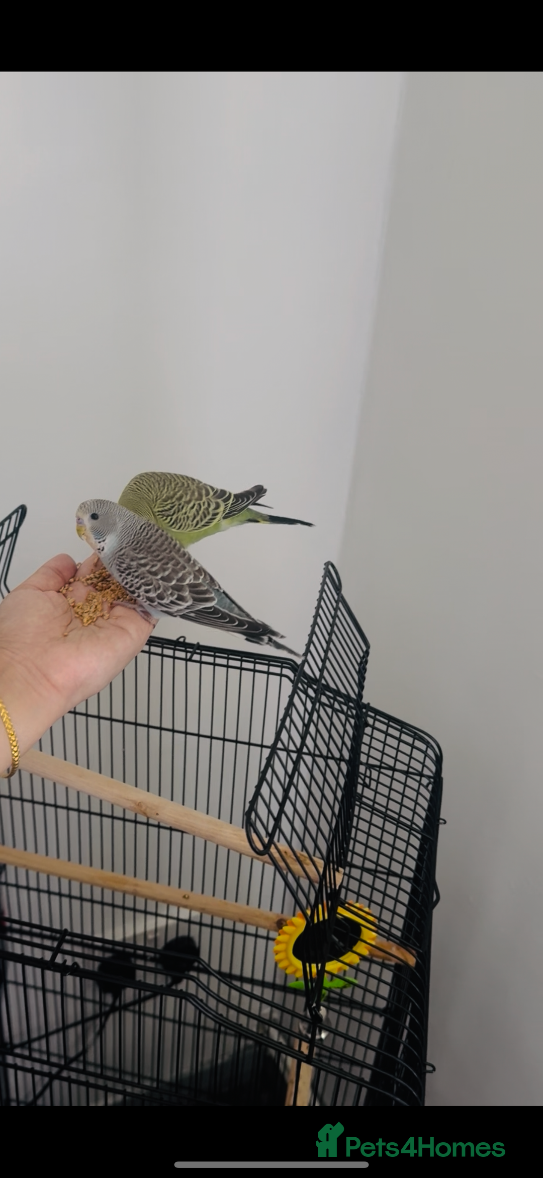 Budgerigars birds for sale: 2 Budgies for sale  - Image 5