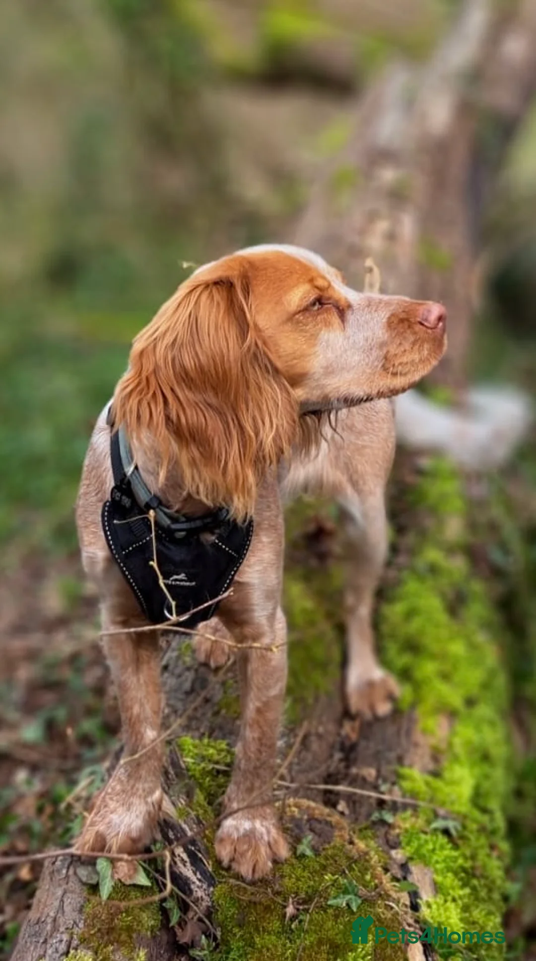 Cocker Spaniel dogs for stud: Proven KC Reg Health Tested Working Cocker in Aylesbury - Advert 11